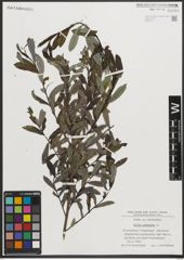 Foto von Salix purpurea L.